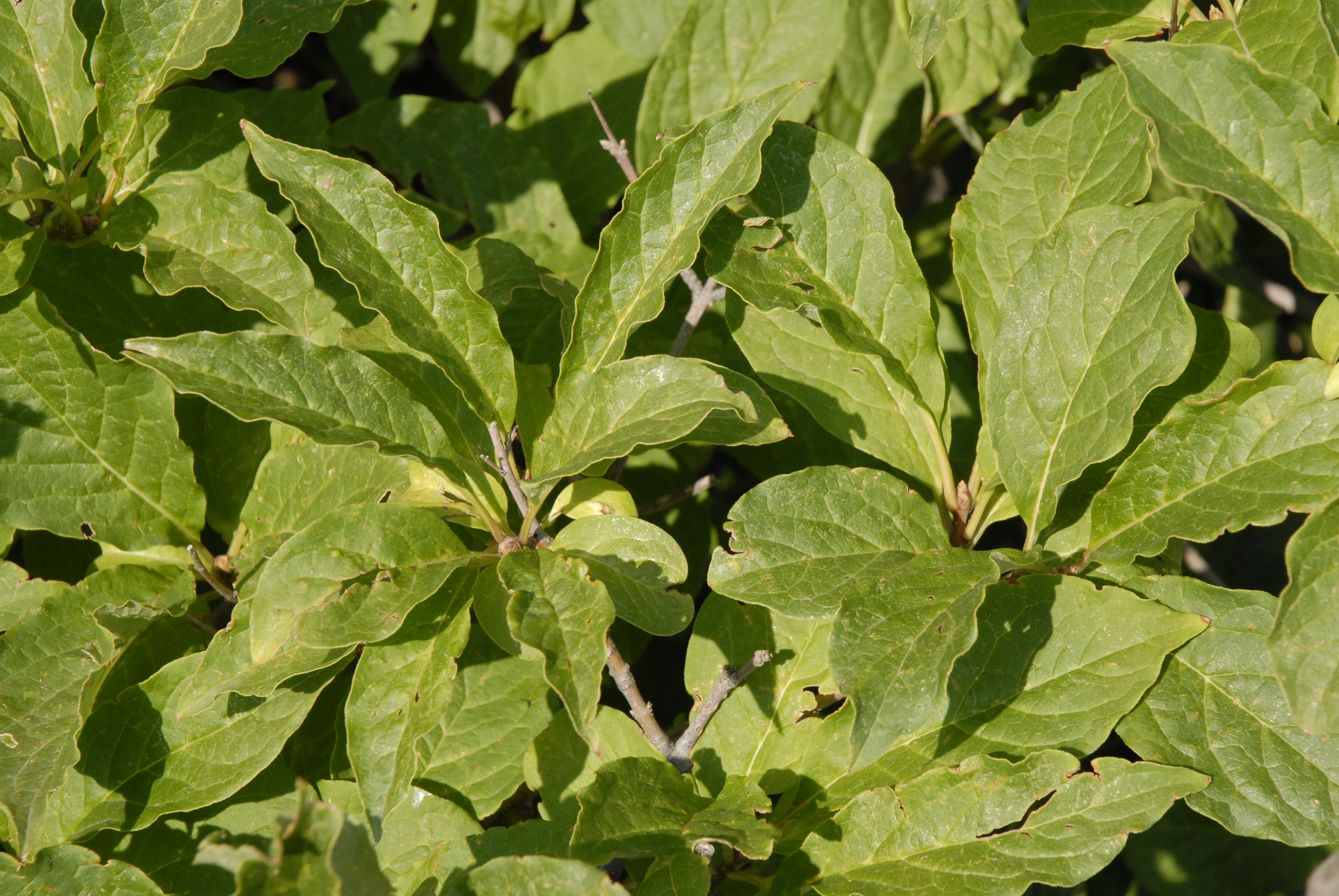 Miss Kim Dwarf Lilac